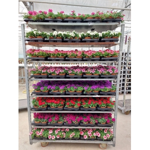 Verbena  'Drums'   ...mix