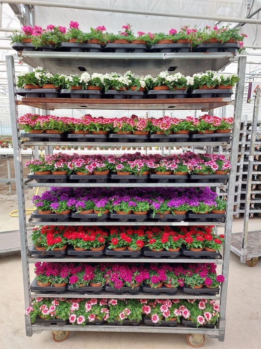 <h4>Verbena 'Drums' ...mix</h4>