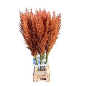 SNIJBLOEMEN KLB H%