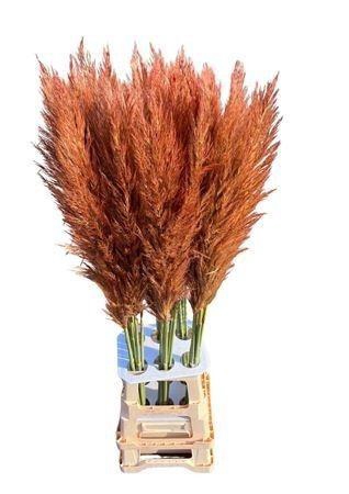 <h4>SNIJBLOEMEN KLB H%</h4>