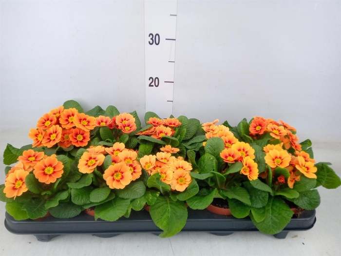 <h4>Primula   ...</h4>