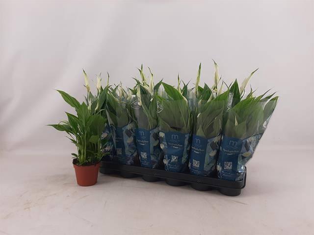 <h4>SPATH CHOPIN</h4>