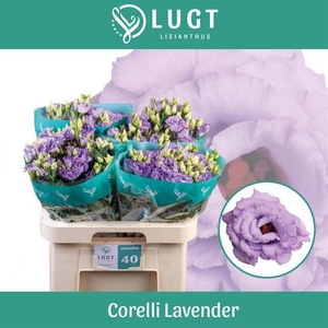 EUS G CORELLI LAVEND