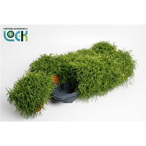 Rhipsalis Cassutha