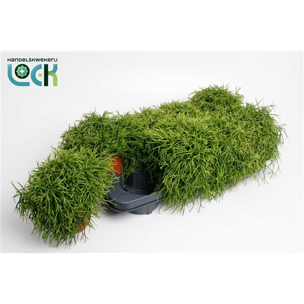 <h4>Rhipsalis Cassutha</h4>