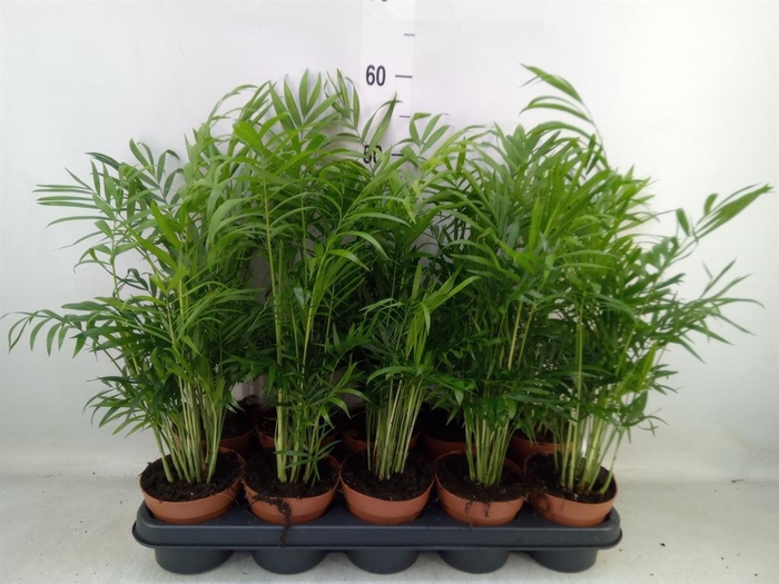 <h4>Chamaedorea elegans</h4>