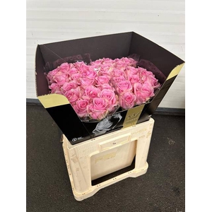 Rosa large sweet sixteen