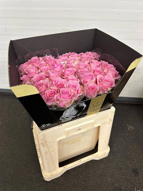 <h4>Rosa large sweet sixteen</h4>