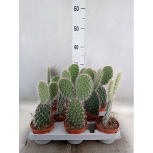 Opuntia