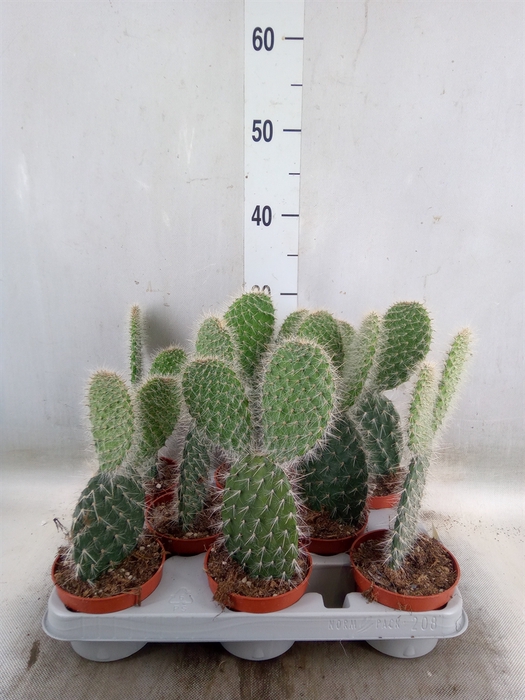 <h4>Opuntia</h4>