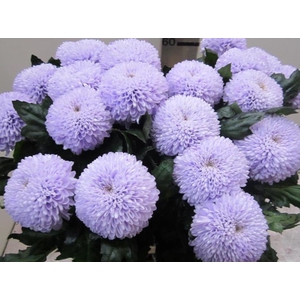 Chr G Superbowl Sweet Milka