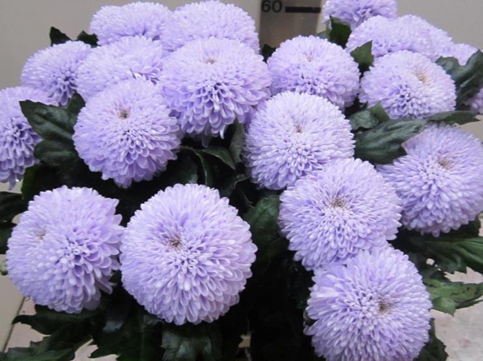 <h4>Chr G Superbowl Sweet Milka</h4>