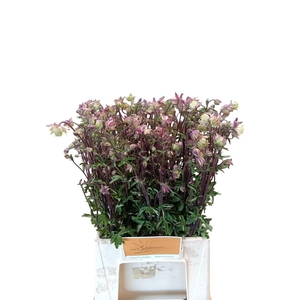 Aquilegia Nora Barlow