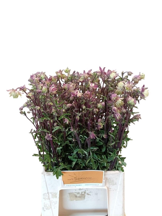 <h4>Aquilegia Nora Barlow</h4>