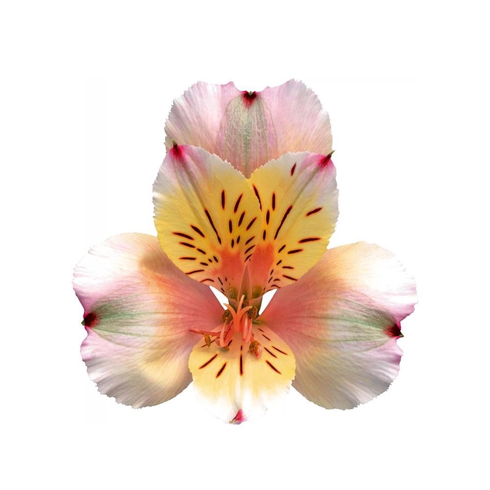 <h4>Alstr Champagne</h4>