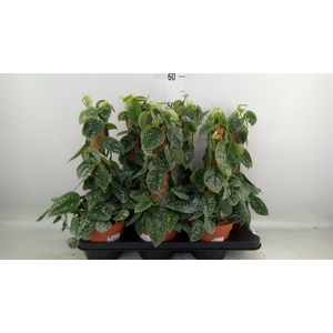 Scindapsus pictus 'Silvery Ann'
