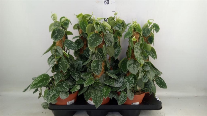 Scindapsus pictus 'Silvery Ann'