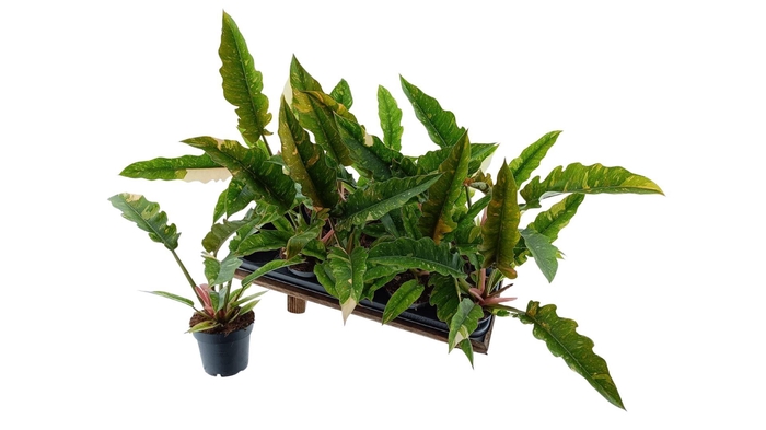 <h4>Philodendron  'Ring of Fire'</h4>