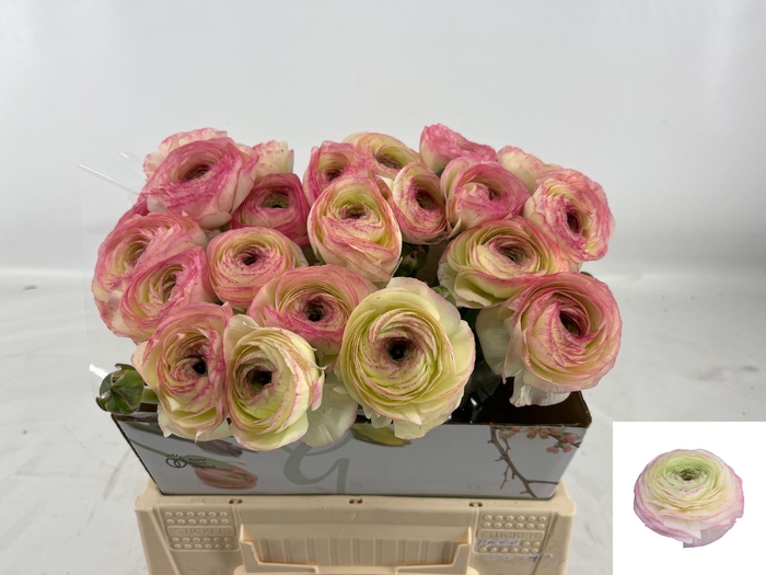 <h4>RAN SU FELICIDADE</h4>