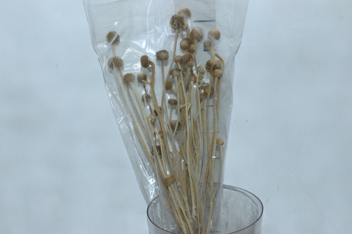 <h4>PLANTA SECA CHAPEU DE COURO VERDE 50CM</h4>