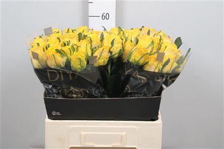 <h4>R Gr Golden Smile</h4>