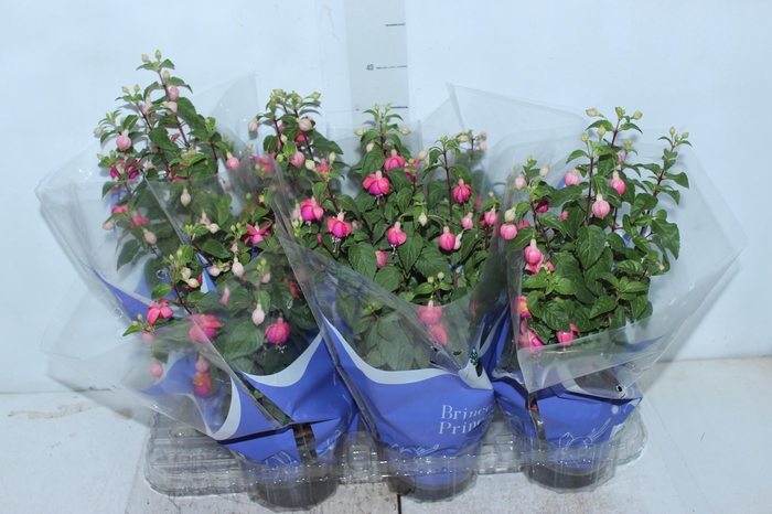 <h4>BRINCO DE PRINCESA P15</h4>