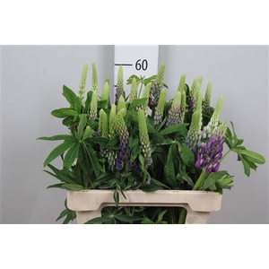 Lupinus Mix
