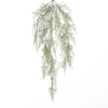 AF Hang Bush Asparagus x5 L78c