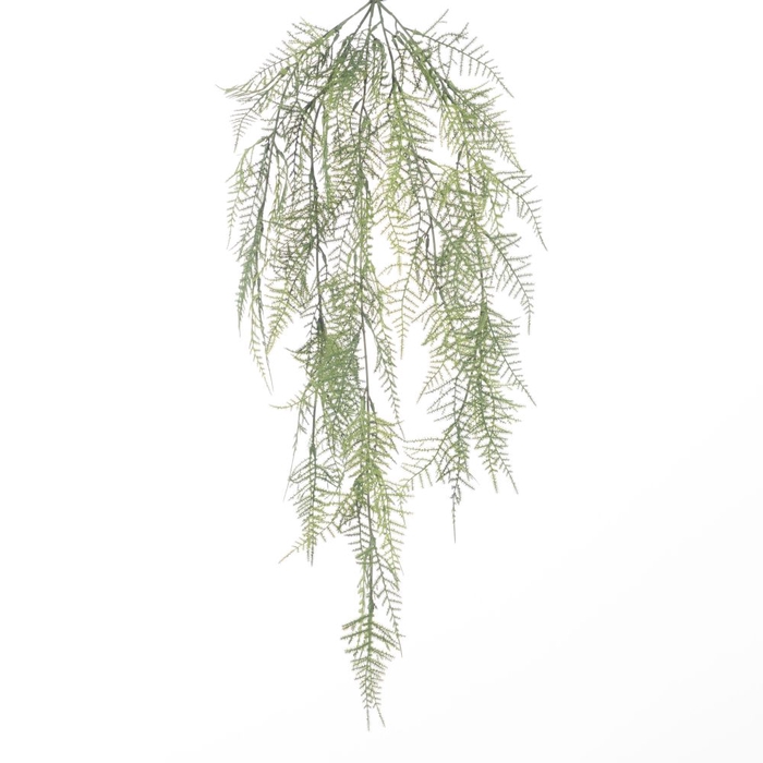 AF Hang Bush Asparagus x5 L78c