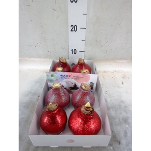 Hippeastrum   ...waxed