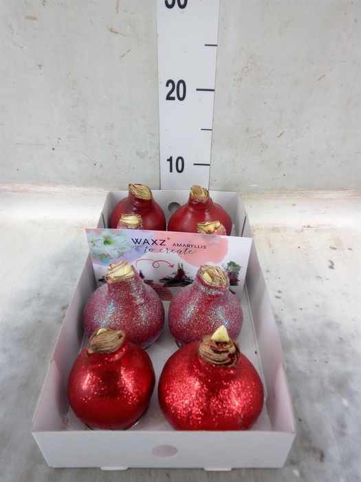 <h4>Hippeastrum   ...waxed</h4>