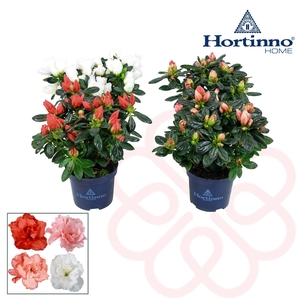 Hortinno® Home 'gemengd' mini