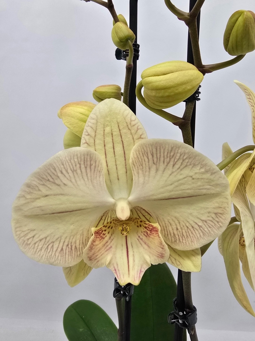 <h4>Limited 39 week 7</h4>