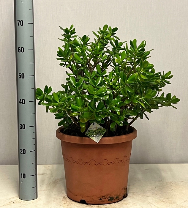 <h4>CRASS OVATA</h4>