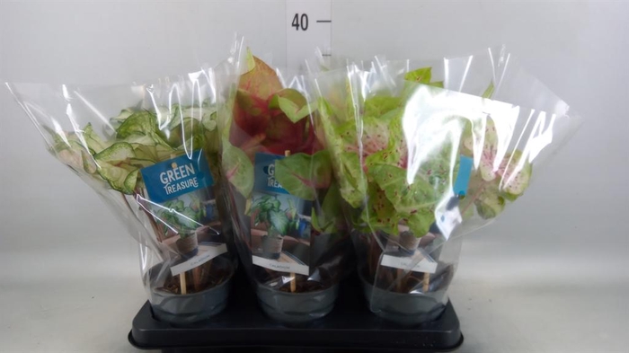 <h4>Caladium ...mix</h4>