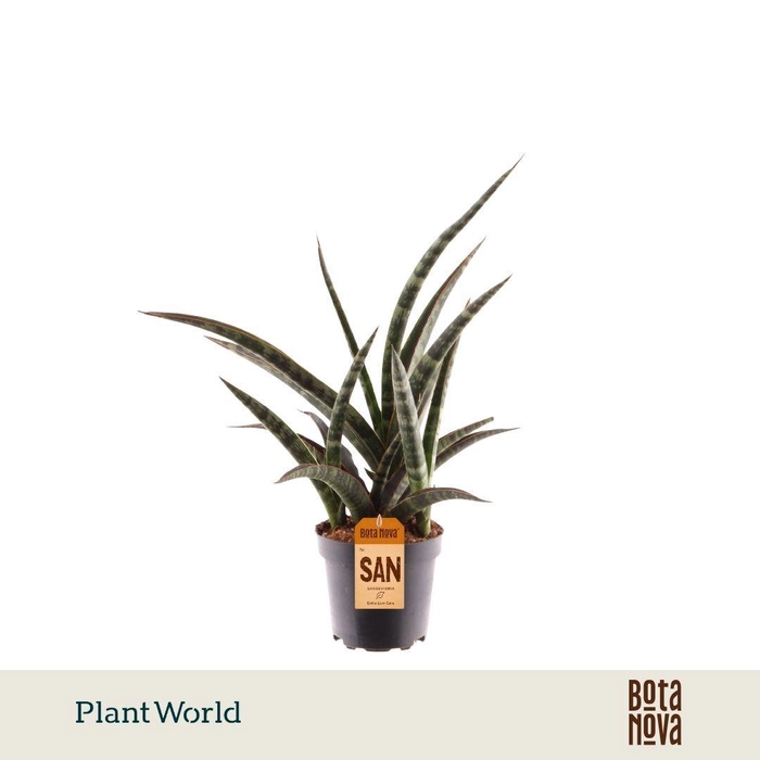 <h4>Sansevieria trifasciata 'Megan'</h4>
