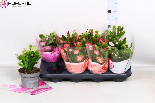 <h4>SCHLUMB GEM 3 KL</h4>