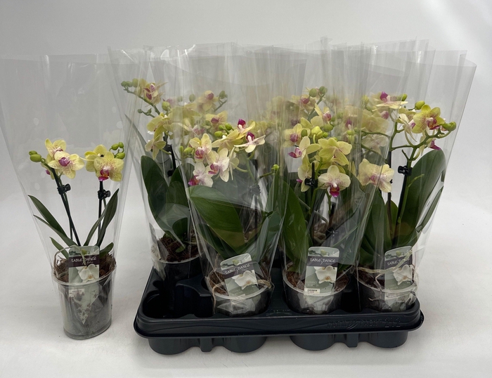 <h4>PHAL OV GEEL</h4>