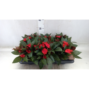Impatiens NG 'Tamarinda Dark Red'