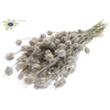 Nigella per bunch Frosted White