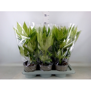 Fatsia japonica 'Variegata'