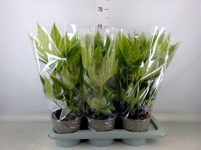 <h4>Fatsia japonica 'Variegata'</h4>