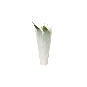 KP-794.1 WT - Spathiphyllum 9cm in witte hoes