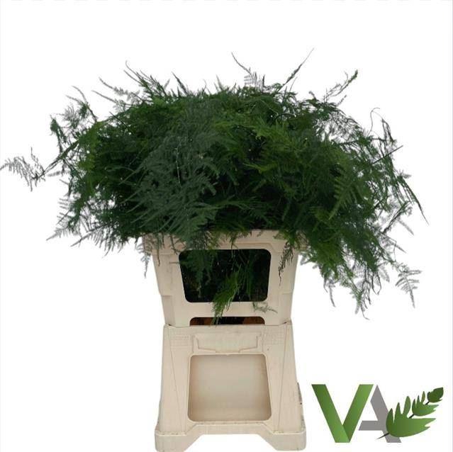 <h4>ASPARAGUS PLUMOSUS</h4>