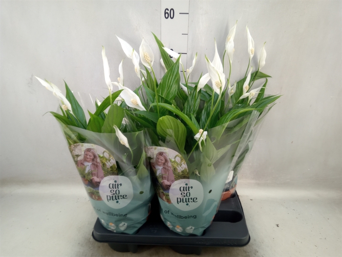 <h4>Spathiphyllum  'Pearl Cupido'</h4>