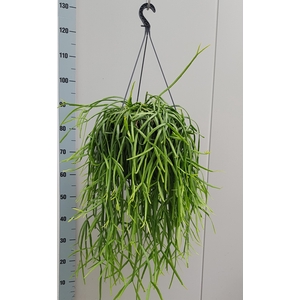 RHIPSALIS TRIGONA