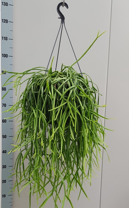 <h4>RHIPSALIS TRIGONA</h4>