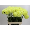 Dahlia (Decorative Grp) 'Banana Baby'