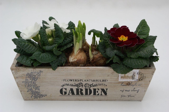 <h4>Primula Hout Rechthoek (Tete)</h4>