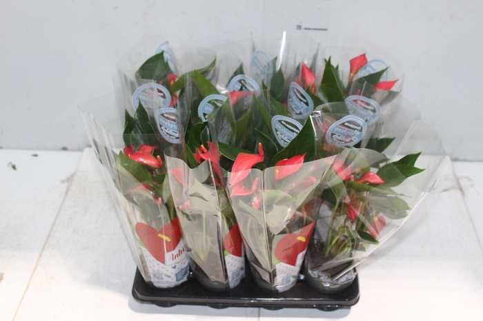 <h4>ANTHURIUM TRILLIONS RED P06</h4>